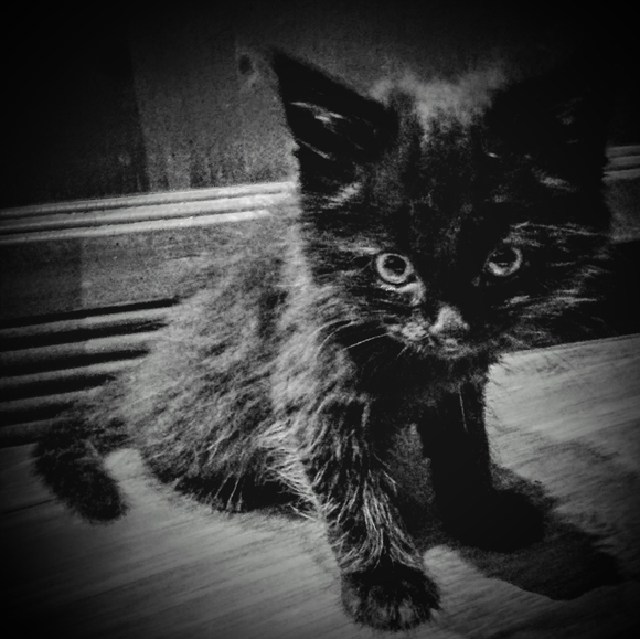 Meet your Posher, Daniel - Picture 9 of 14